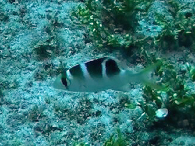 Banded Damsel